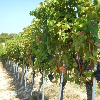 Vineyards