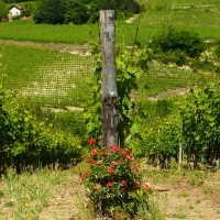 Vineyards