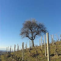 Vineyards