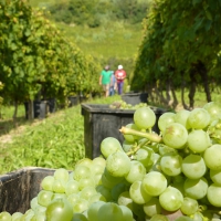 Vineyards