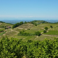 Vineyards