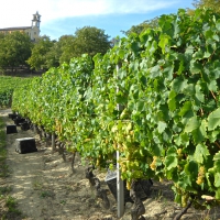 Vineyards