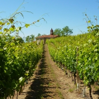 Vineyards