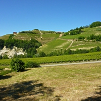 Vineyards