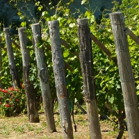 Vineyards