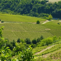 Vineyards