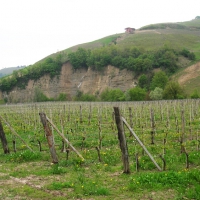 Vineyards